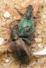 Polydrusus pulchellus